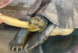 哈密瓜能给乌龟吃吗视频,视频揭秘