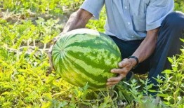 吃广西玉林瓜视频,探寻广西特色美食之旅
