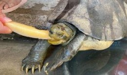 哈密瓜能给乌龟吃吗视频,视频揭秘