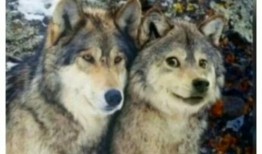 吃瓜狼有换装嘛视频,视频带你领略时尚变身