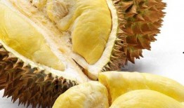 无敌小瓜吃榴莲视频,味蕾冒险之旅！