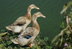 瓜哥带你吃鸭子视频,瓜哥带你探秘鸭界美食之旅