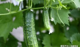 甜王瓜怎么吃最好呢视频,视频教你轻松享美味