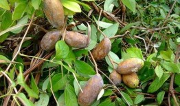 沉浸式吃八月瓜的视频,一探究竟的八月瓜美食之旅