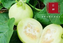 翰林吃瓜视频,揭秘娱乐圈幕后故事