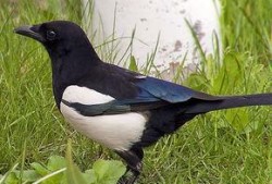 喜鹊吃瓜照片真实大全视频,捕捉自然界的趣味瞬间