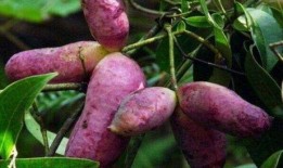 小孩吃八月瓜的视频,甜蜜滋味笑颜开