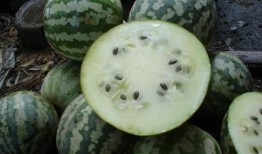 条形瓜怎么吃最好吃视频,视频教你如何吃出最佳口感