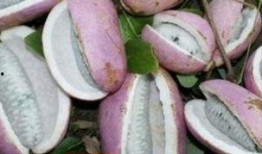 小孩吃八月瓜的视频,甜蜜滋味笑颜开