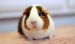 豚鼠吃瓜视频完整版高清,萌态百出！高清完整版视频回顾