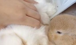 西瓜视频兔兔吃瓜,趣味横生的短视频盛宴