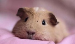 豚鼠吃瓜视频完整版高清,萌态百出！高清完整版视频回顾