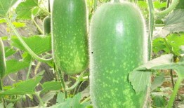 小伙吃石头瓜视频大全,小伙挑战奇特食材，视频大全带你领略异国风味