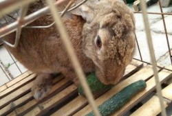 兔子吃小瓜视频播放全集,小瓜视频全集欢乐呈现