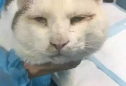 网红猫吃贝贝瓜视频大全,贝贝瓜视频大全萌翻网友