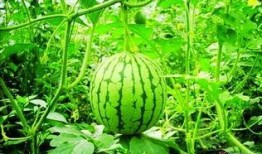 甜王瓜怎么吃最好呢视频,视频教你轻松享美味