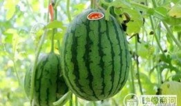 安溪县吃瓜视频,揭秘当地特色美食文化