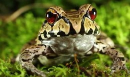 卖崽蛙围观吃瓜视频大全,趣味视频大盘点