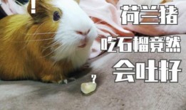 豚鼠吃瓜视频完整版高清,萌态百出！高清完整版视频回顾