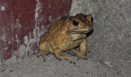 卖崽蛙围观吃瓜视频大全,趣味视频大盘点