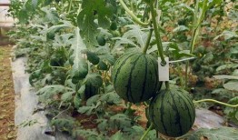 一些五年级的吃瓜视频