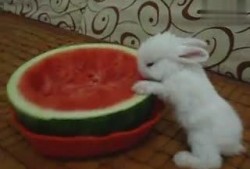 西瓜视频兔兔吃瓜,趣味横生的短视频盛宴