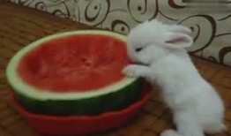 西瓜视频兔兔吃瓜,趣味横生的短视频盛宴