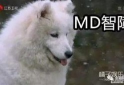 吃瓜狼有换装嘛视频,视频带你领略时尚变身