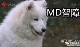 吃瓜狼有换装嘛视频,视频带你领略时尚变身