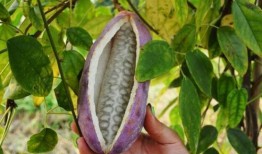 沉浸式吃八月瓜的视频,一探究竟的八月瓜美食之旅