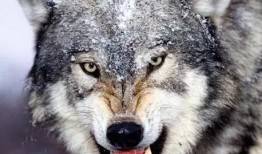 吃瓜狼有换装嘛视频,视频带你领略时尚变身