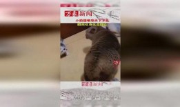 吃瓜群众小猫咪录视频,萌态十足引网友热议