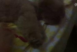 二小姐吃瓜视频,揭秘娱乐圈幕后真相