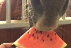 吃瓜拉肚子视频真实图片,揭秘网络热传视频背后的真相