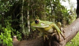 卖崽蛙围观吃瓜视频大全,趣味视频大盘点