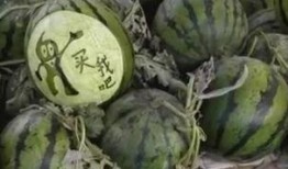 自制吃瓜机关视频大全,视频大全带你领略创意无限