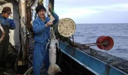 舟山吃瓜渔民事件视频,一场意外引发的全民热议