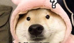 憨憨然的吃瓜视频,揭秘娱乐圈幕后故事