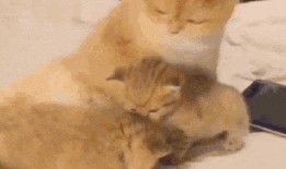 吃瓜群众小猫咪录视频,萌态十足引网友热议