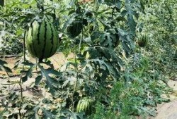 北京吃瓜的视频