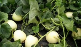 甜王瓜怎么吃最好呢视频,视频教你轻松享美味