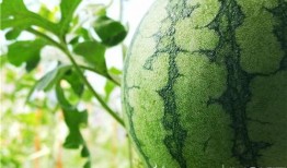 一些五年级的吃瓜视频