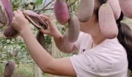 小孩吃八月瓜的视频,甜蜜滋味笑颜开