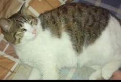 吃瓜群众小猫咪录视频,萌态十足引网友热议