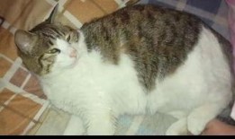 吃瓜群众小猫咪录视频,萌态十足引网友热议