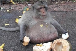 搞笑视频吃瓜像猴子女主,笑料百出，欢乐无限